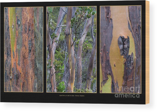 Australia Wood Print featuring the photograph Gum Trees at Lake St Clair by Werner Padarin