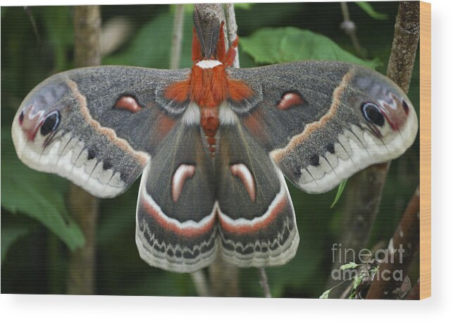 Cecropia Moth Wood Print featuring the photograph Happy Birthday by Randy Bodkins