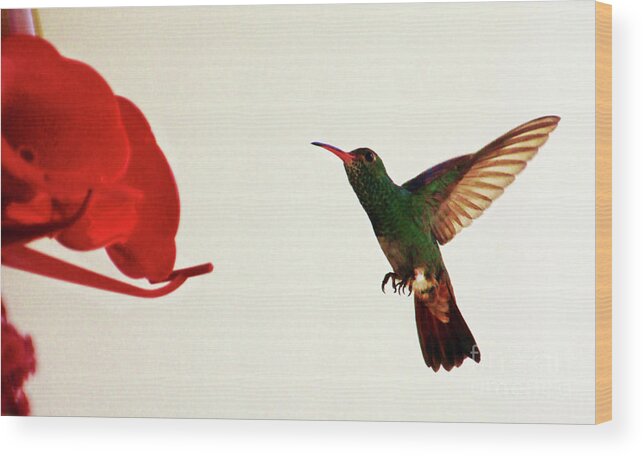 Bird Wood Print featuring the photograph Hummingbird In Tulua, Colombia III by Al Bourassa