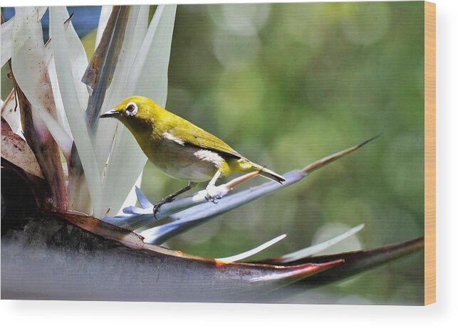 Birds In Hawai'i Wood Print featuring the photograph Japanese White Eye by Heidi Fickinger