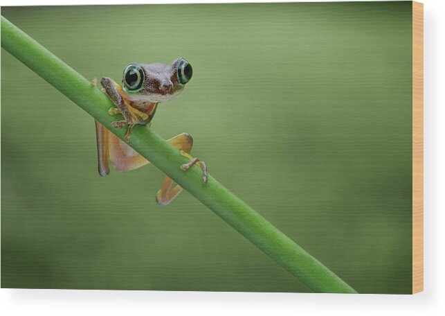 Frogs Wood Print featuring the photograph Lemur Tree Frog - 2 by Nikolyn McDonald
