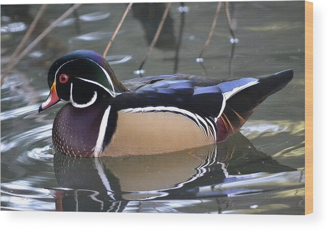 Wood Duck Wood Print featuring the photograph Life Of Leisure by Fraida Gutovich