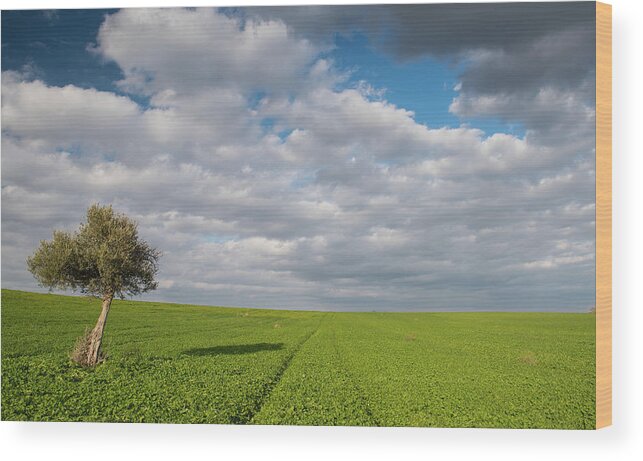 Olive Tree Wood Print featuring the photograph Lonely Olive tree in a green field and moving clouds by Michalakis Ppalis