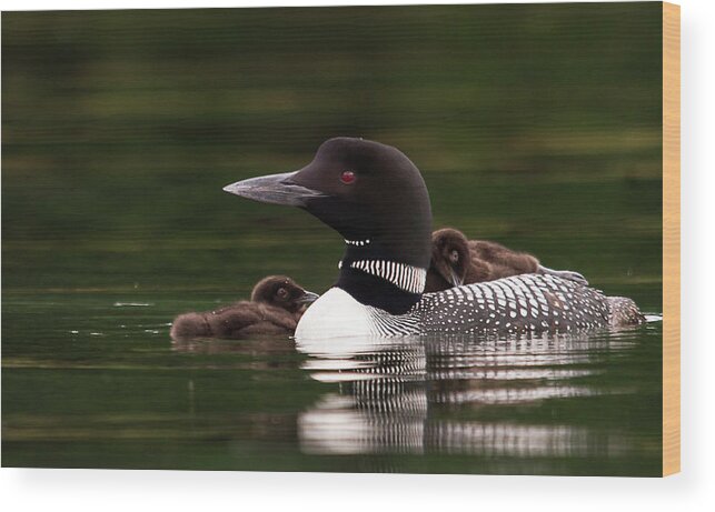 Lake Winnisquam Wood Print featuring the photograph Loon Chicks by Benjamin Dahl