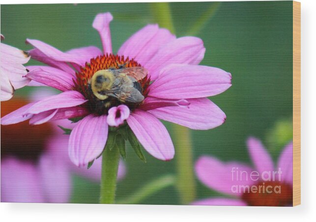 Pink Wood Print featuring the photograph Nature's Beauty 70 by Deena Withycombe