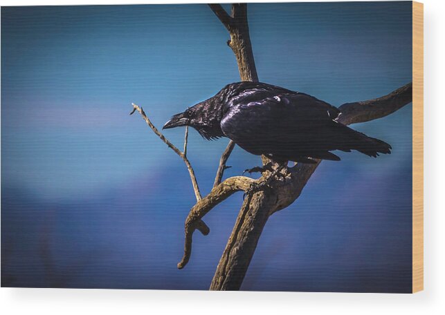 Raven Wood Print featuring the photograph Never More by Mike Stephens