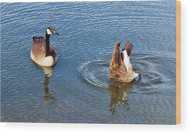 Canadian Geese Wood Print featuring the photograph One Up One Down by Cynthia Guinn