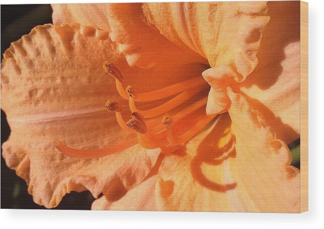 Flora Wood Print featuring the photograph Peach Daylily by Bruce Bley