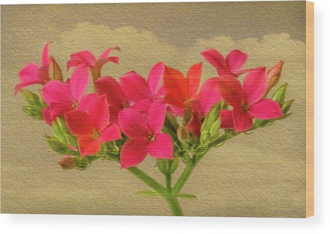 Pink Kalanchoe Plant Wood Print featuring the photograph Pink Kalanchoe Plant by Cynthia Wolfe
