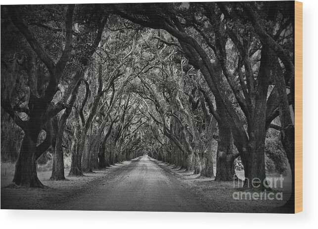 Oak Alley Wood Print featuring the photograph Plantation Oak Alley by Perry Webster