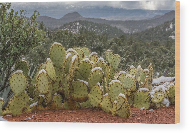 Cactus Wood Print featuring the photograph Cactus Country by Racheal Christian