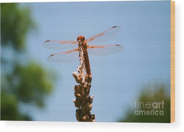 Dragonfly Wood Print featuring the photograph Red Dragonfly by Dean Triolo