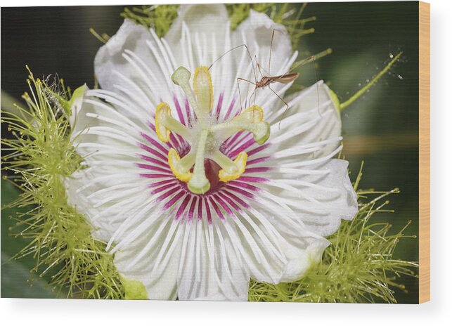 Colombia Wood Print featuring the photograph Red Fruit Passion Flower Jardin Botanico del Quindio Colombia by Adam Rainoff