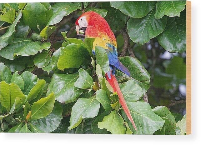 Scarlet Macaw Wood Print featuring the photograph Scarlet Macaw by Ed McDermott
