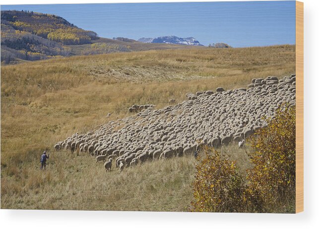 Animals Wood Print featuring the photograph Shepherd Moving the Flock - Telluride Colorado by Mary Lee Dereske
