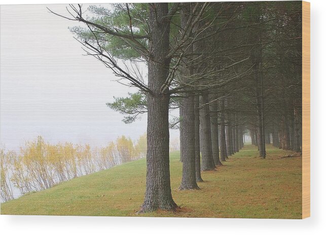 Woodland Wood Print featuring the photograph Silence in the Air by Bruce Bley