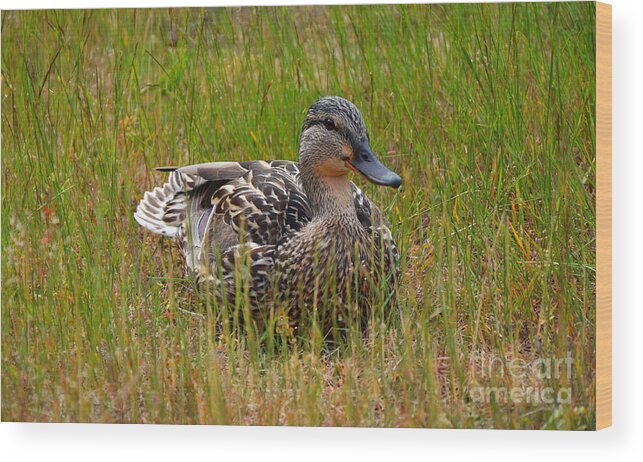 Duck Wood Print featuring the photograph Sitting Duck by Frank Larkin