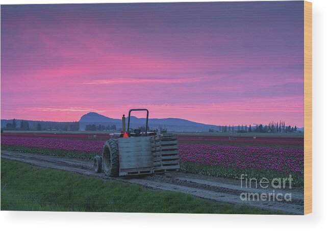 Tulip Wood Print featuring the photograph Skagit Valley Dusk Calm by Mike Reid