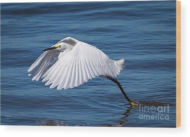 Egret Wood Print featuring the photograph Snowy Liftoff by DB Hayes
