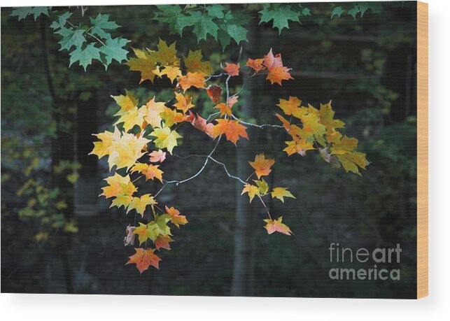 Fall Wood Print featuring the photograph Spotlight on Fall by Marcia Breznay