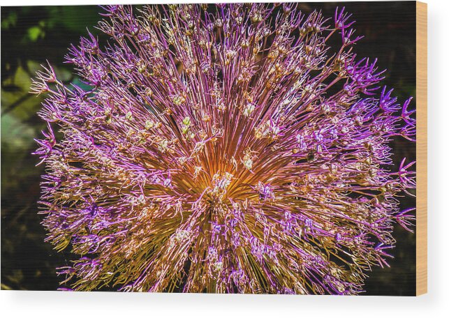 Abstract Wood Print featuring the photograph Starburst by Terry Ann Morris