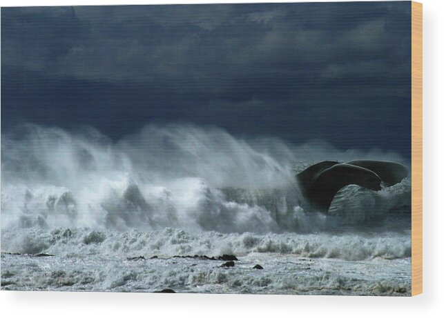 Frameleak Whale Surfing Sperm White Water Ocean Pacific Beach Storm Wind Wild Wood Print featuring the photograph Surfing Whale by Ian Sanders