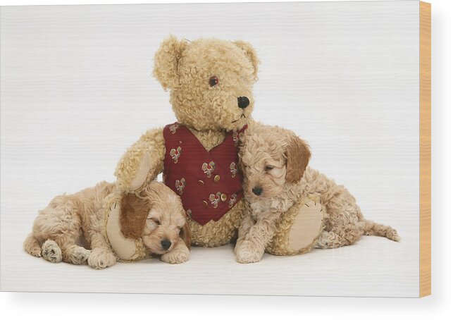 Animal Wood Print featuring the photograph Teddy Bear With Puppies by Jane Burton