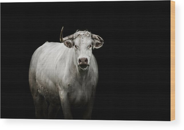 Bull Wood Print featuring the photograph The Guardian by Paul Neville