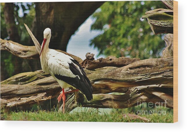 White Stork Wood Print featuring the photograph The Stork by Craig Wood