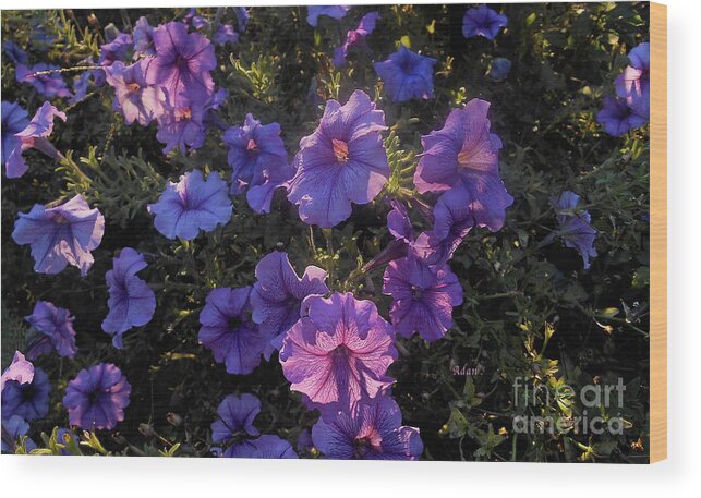 Petunias Wood Print featuring the photograph Theatre of Light Horizontal by Felipe Adan Lerma