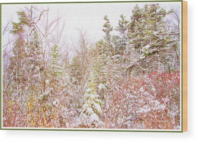Thicket Wood Print featuring the photograph Thicket by a Country Road in Winter by A Macarthur Gurmankin