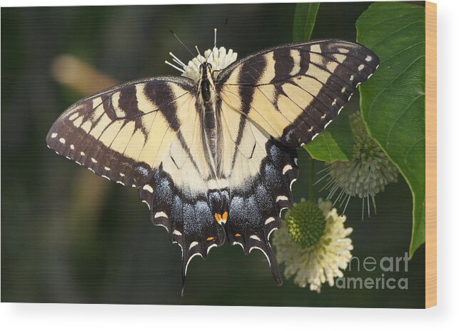 20140711-14137_v1-tigerswallowtail Wood Print featuring the photograph Tiger Swallowtail Butterfly on Button Bush by Robert E Alter Reflections of Infinity