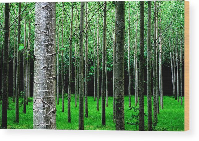 Trees Wood Print featuring the digital art Trees in Rows by Julian Perry