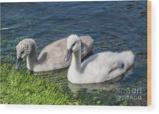 Cygnus Olor Wood Print featuring the photograph Two young cygnets of mute swan swimming in a lake by Amanda Mohler
