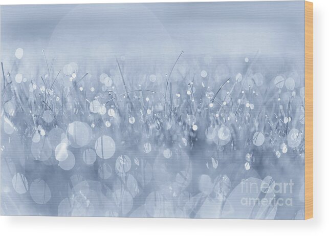 Waltz In The Garden Blue Wood Print featuring the photograph Waltz in the Garden Blue by Rachel Cohen