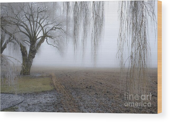 Pullman Wood Print featuring the photograph Weeping Frozen Willow by Amy Fearn
