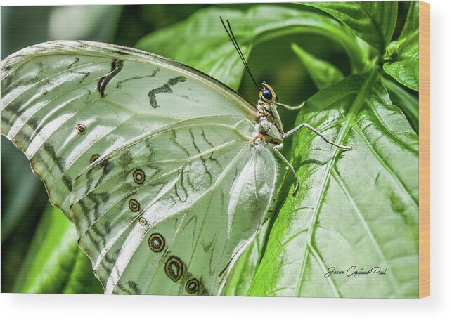 White Morpho Butterfly Wood Print featuring the photograph White Morpho Butterfly by Joann Copeland-Paul