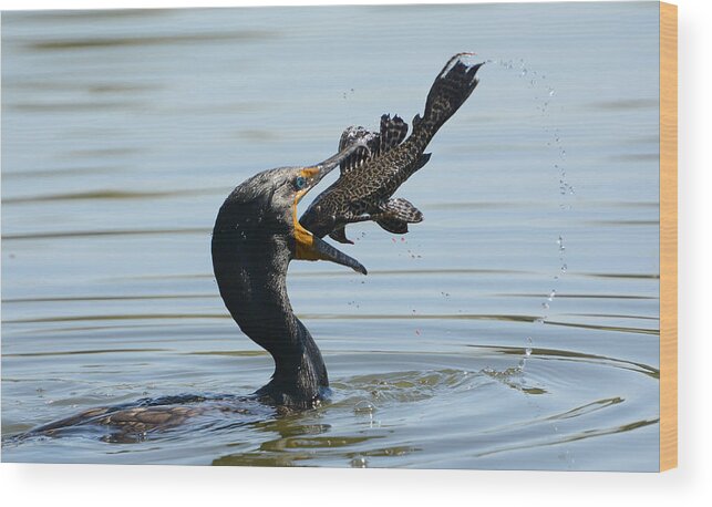 Double-crested Cormorant Wood Print featuring the photograph Whopper by Fraida Gutovich