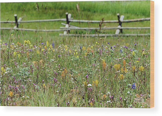 Meadow Wood Print featuring the photograph Wildflower fence by Gaelyn Olmsted