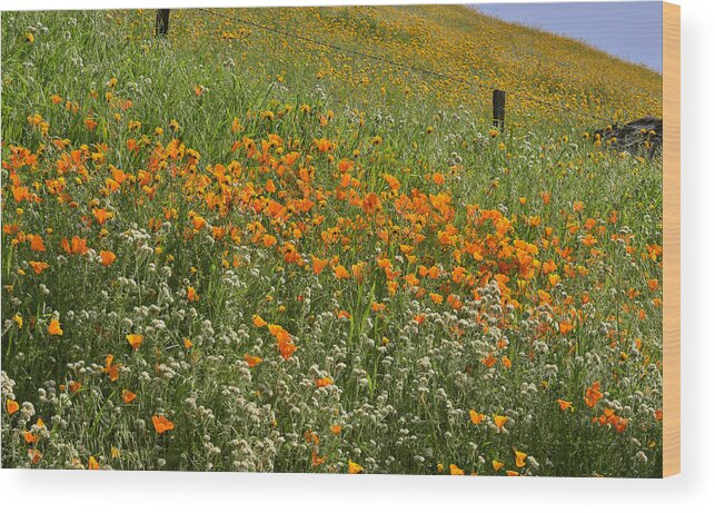Sierra Nevada Wood Print featuring the photograph Wildflower Foothill by Debby Pueschel