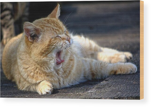 Cat Wood Print featuring the photograph Yawning by Chriss Pagani