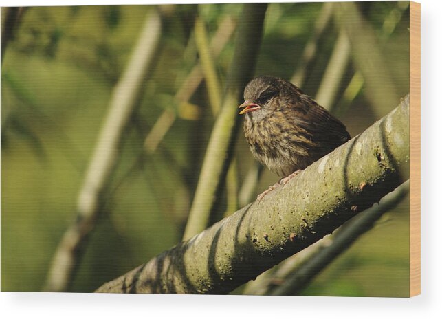 Bird Wood Print featuring the photograph Young Dunnock by Adrian Wale
