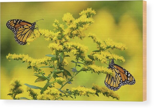 Allegheny Plateau Wood Print featuring the photograph Monarch Butterfly #1 by Michael Gadomski