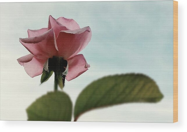 Rose Wood Print featuring the photograph A New Rose Perspective by Alexis King-Glandon