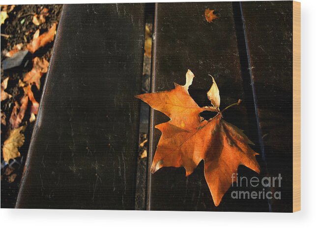 Autumn Wood Print featuring the photograph A Park Bench in Autumn by Steve Ember