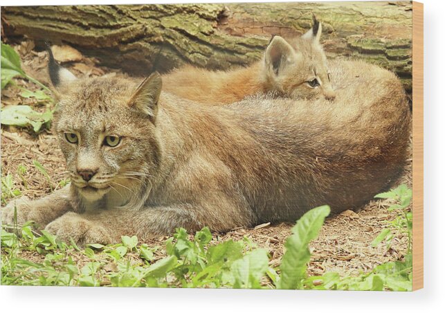 Baby Wood Print featuring the photograph Baby Canada Lynx Resting On Mother by Max Allen