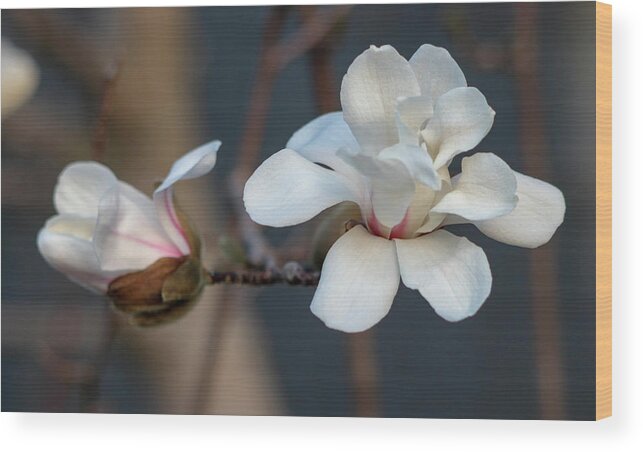 Dogwood Wood Print featuring the photograph Bud to Bloom by Mary Anne Delgado