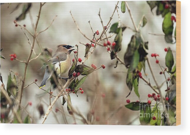 Cedar Waxwing Wood Print featuring the photograph Cedar Waxwing by Sam Rino