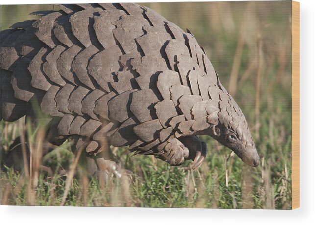 Kenya Wood Print featuring the photograph Close-up Of A Pangolin In Its Natural by Gp232