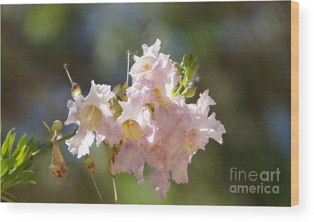 Flower Wood Print featuring the photograph Cluster of beauties by Jeff Swan